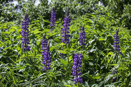 Purple lupine flowers blooming in the grassの写真素材