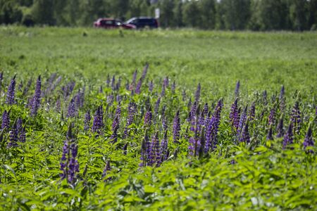 Purple lupine flowers blooming in the grassの写真素材