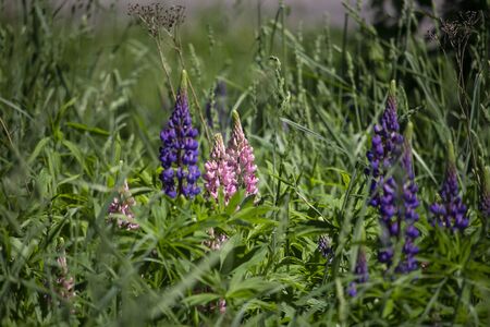 Purple rose lupine flowers blooming in the grassの写真素材