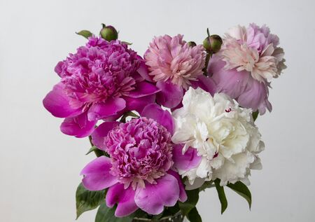 Bouquet of pink and white peonies flowers bloomingの写真素材