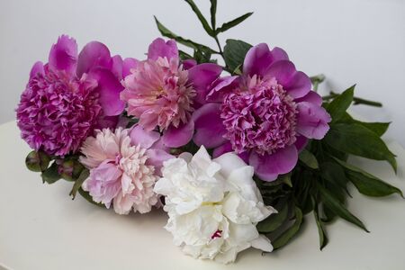 Bouquet of pink and white blooming peonies flowers on white tableの写真素材