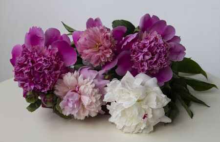 Bouquet of pink and white blooming peonies flowers on white tableの写真素材