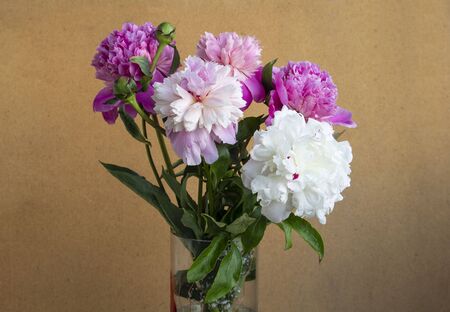 Bouquet of pink and white peonies flowers bloomingの写真素材