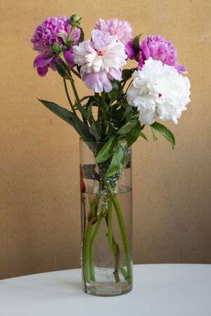 Bouquet of pink and white peonies flowers bloomingの写真素材