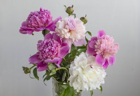 Bouquet of pink and white peonies flowers bloomingの写真素材