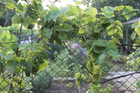 Green leaves and berries of grapes in the gardenの写真素材