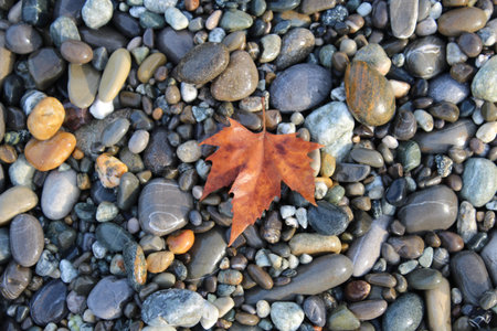 Gray black white brown pebbles stones with orange autumn mapple leaf background