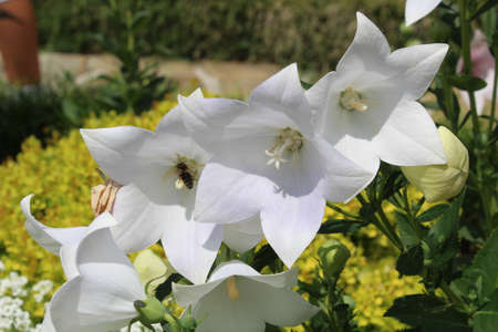 Three white lily flowers blooming in the garden close upの写真素材