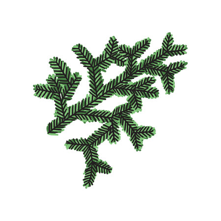 Spruce branch. Hand drawn doodle.のイラスト素材