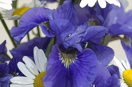 A photo of yellow and white daisies and blue Siberian irises artistically converted to a poster type format with outlined edgesの写真素材