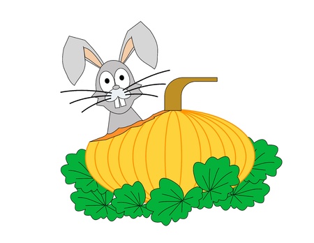 The head of a rabbit behind a partially eaten pumpkinの写真素材