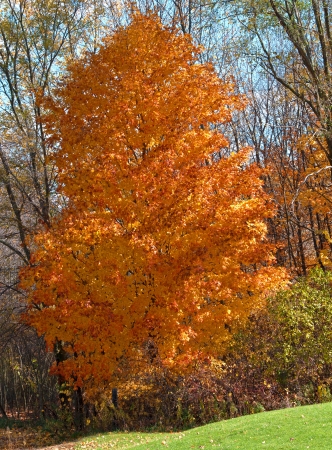 An autumn tree with red and gold leavesの写真素材