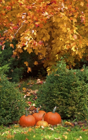 Bright orange pumpkins in the grass under bright orange fall foliage  の写真素材