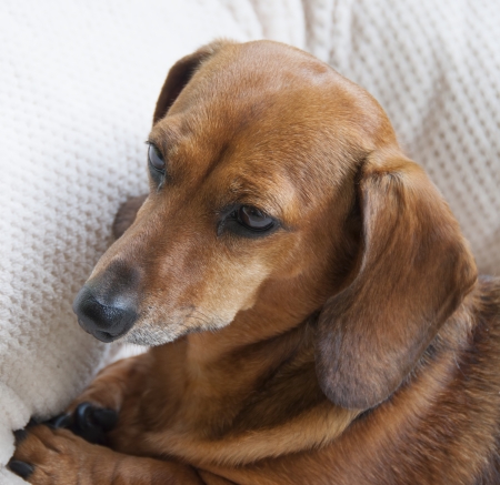 The face of a reddish brown miniature dachshundの写真素材