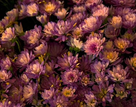 A bouquet of bright pink and yellow flowering mumsの写真素材
