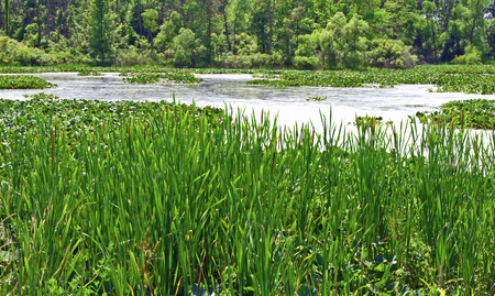 A photograph of a swampy marshy area of land in Michiganの写真素材
