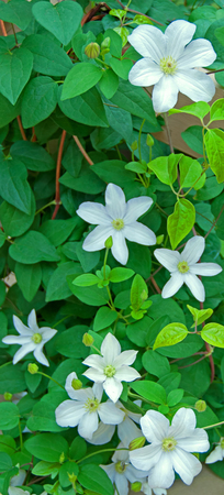 A photo of a climbing clematis vine in full bloom of bright white flowersの写真素材