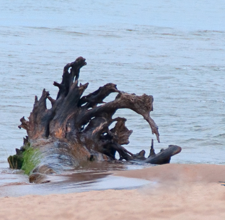 A photo of a very large and interesting piece of driftwood lying half in and half out of the water on a beach on Lake Michiganの写真素材