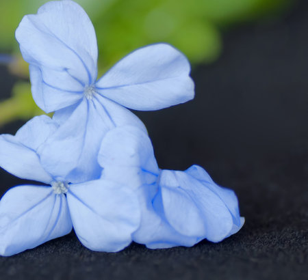 Blue flowers of the Plumbago aka leadwort aka sky flower plant which is native to South Aftrice but...