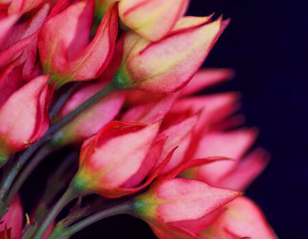 Photograph of the open and spent buds of the Scarlet Glory Bower vine that is common in southern Florida and attractive to nectar-feeding butterfliesの写真素材