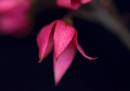 Photograph of a single spent flower bud of the Scarlet Glory Bower vine that is common in southern Florida and attractive to nectar-feeding butterfliesの写真素材
