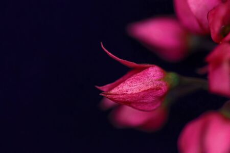 Photograph of a single spent flower bud of the Scarlet Glory Bower vine that is common in southern Florida and attractive to nectar-feeding butterfliesの写真素材