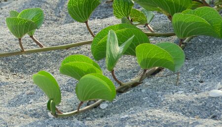 Photograph of brilliant green beach vines as the creep across the sand of a beach in southwest Floridaの写真素材