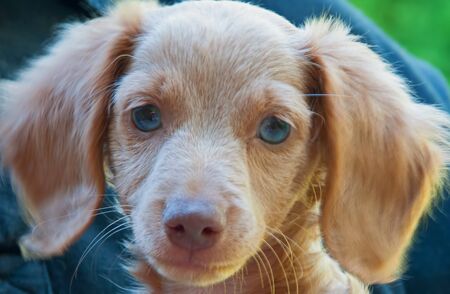 Photograph of a blonde, blue-eyed, longhair dachshund puppy.の写真素材