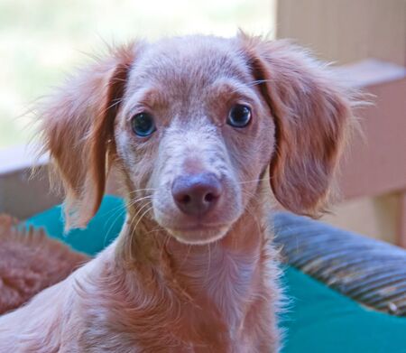 Photograph of a blonde, blue-eyed, longhair dachshund puppy.の写真素材