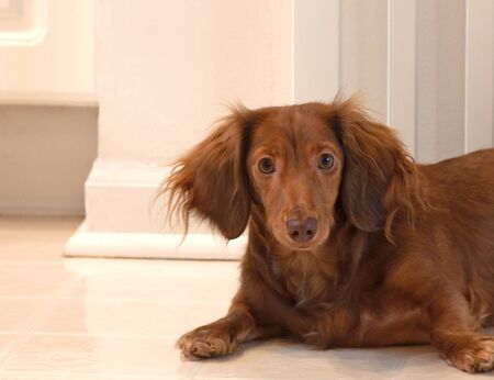 A photo of a chocolate, longhaired dachshund waiting to go outsideの写真素材