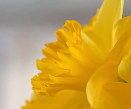 A photo of beautiful bright yellow daffodil blossomsの写真素材