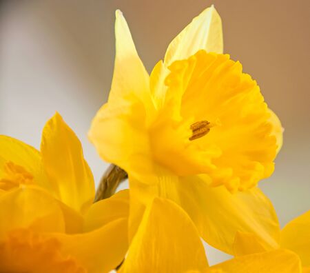 A photo of beautiful bright yellow daffodil blossomsの写真素材