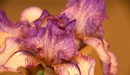 A photo of colorful lavender bearded iris flowerの写真素材