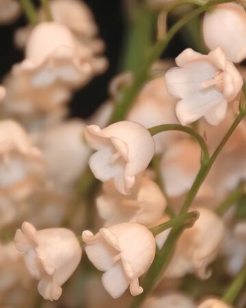 A photo of small white lilies of the valley flowersの写真素材