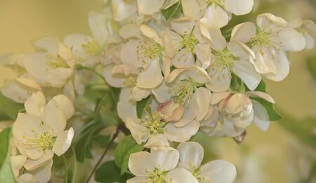 A photo of beautiful bright white crabapple blossomsの写真素材