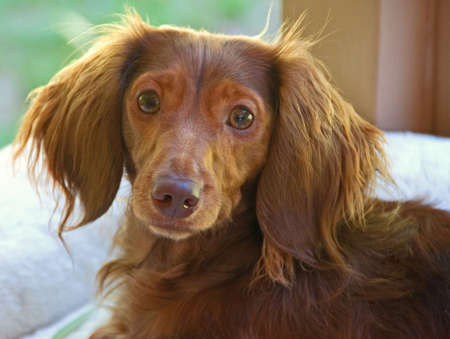 A photo of the face of a green-eyed, chocolate, longhaired, dachshund.の写真素材
