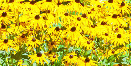 A photo of a bed of bright yellow black eyed susans on a sunny day.の写真素材