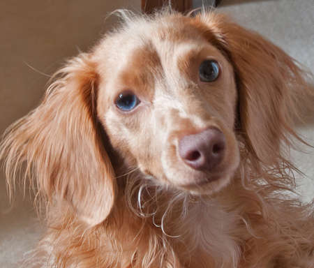 A photo of the face of a curious, blonde, blue-eyed, longhaired, dachshund.の写真素材