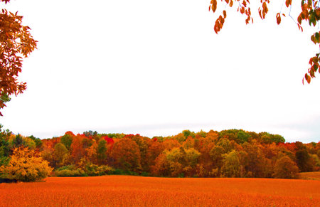 A landscape of brilliantly colored autumn trees across a field of golden wheat in Michigan.