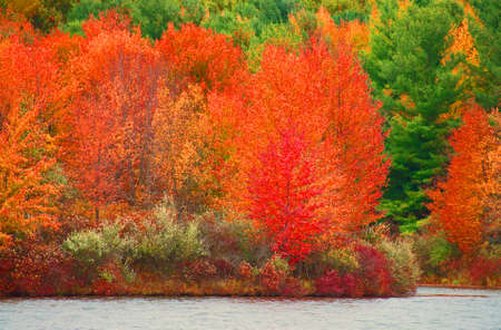 A photo of the brilliant colored autumn foliage on Lake Ovid at Sleepy Hollow State Park in Michiganの写真素材