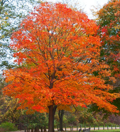 A photo of a brilliantly orange colored autumn tree in the park in Michigan.の写真素材
