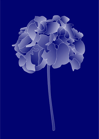 White line drawing of a single geranium on a royal blue backgroundの写真素材