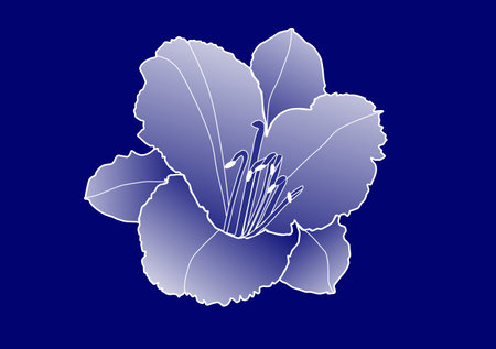 White line drawing of a single daylily on a royal blue backgroundの写真素材