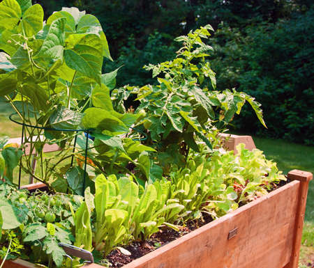 Photo of a small raised bed vegetable gardenの写真素材