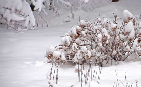 A photo of a hydrangea bush ladened down under a heavy snow as snow cones form on the blooms from last summerの写真素材
