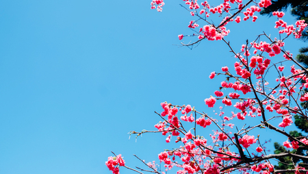 The beautiful pink cherry blossomの写真素材