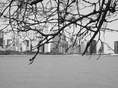 branches of the tree with city backgroundの写真素材