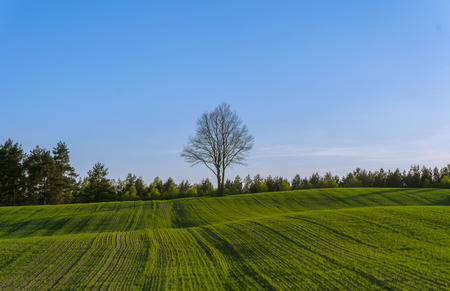 Green hilly field with lonely tree on horizon and blue skyの写真素材