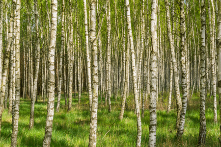 Spring birch grove  Landscapeの写真素材