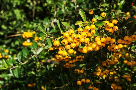 Firethorn Pyracantha coccinea plant - yellow berriesの写真素材